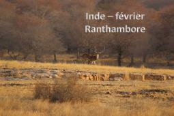 Inde � Ranthambore 02/2016