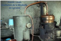 France - Distillation Mirabelle de Lorraine 03/2017
