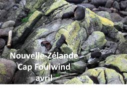 Nouvelle-Zélande - Cap Foulwind 04/2019